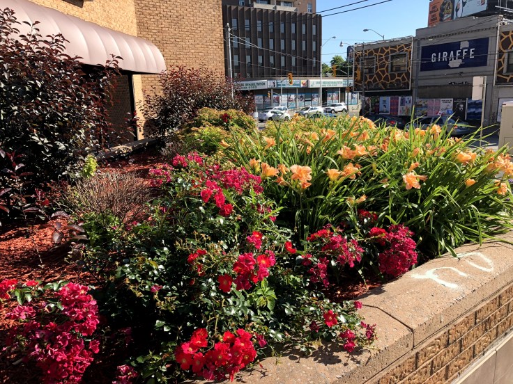Flowers in Toronto