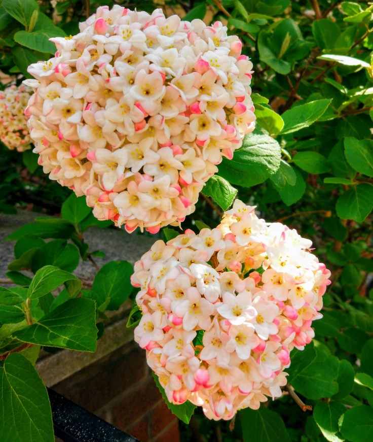 Цветы в Йорквилле, Торонто